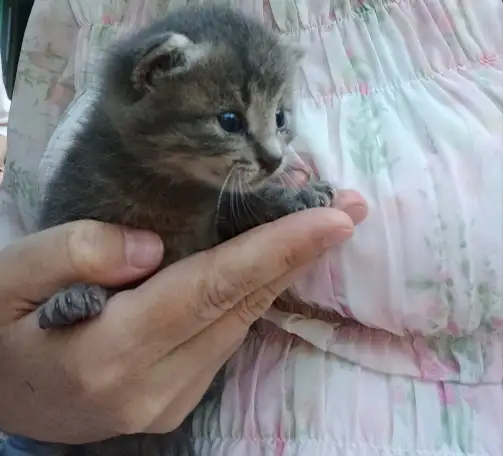 Срочно! Маленький Котенок мальчик в дар!, фотография 7