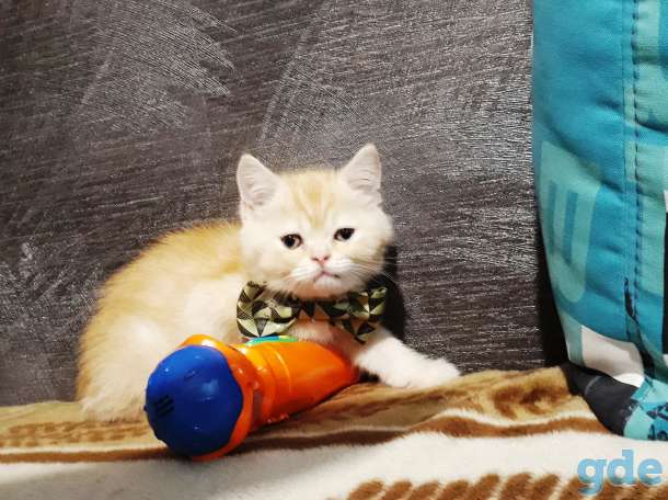 Британские котята, фотография 3