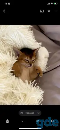 Абиссинские котята, фотография 12