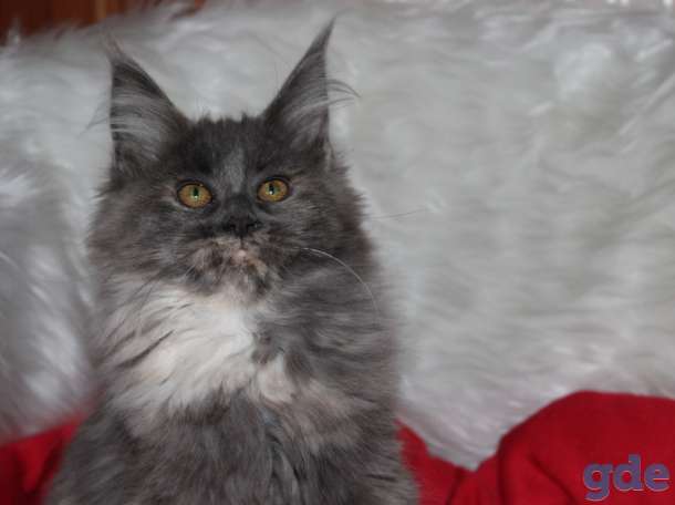 котята, фотография 4