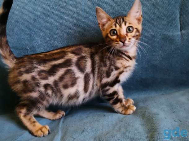 Бенгальские котята, фотография 2