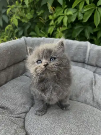 Шотландские котята, фотография 4