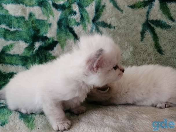 Невские маскарадные котята, фотография 1