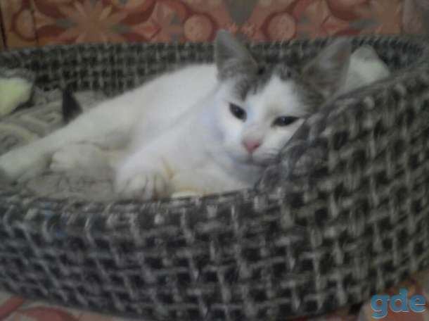 Котики в дар, фотография 3