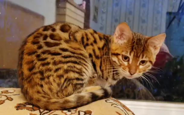 Бенгальские котята, фотография 1