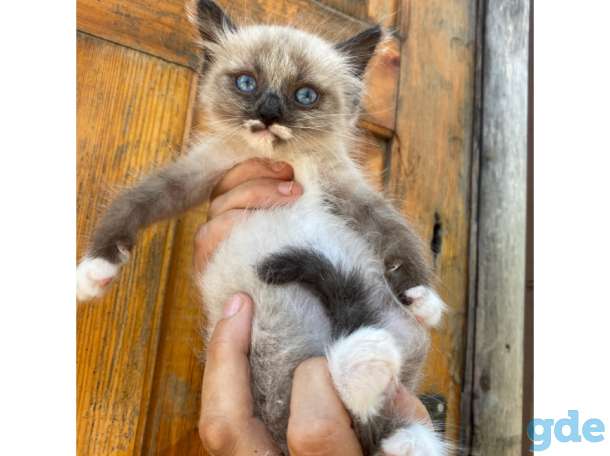 Котёнок в дар , девочка, фотография 1