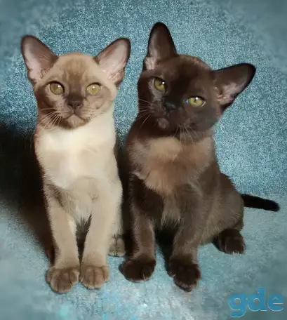 Котята европейской бурмы, фотография 10