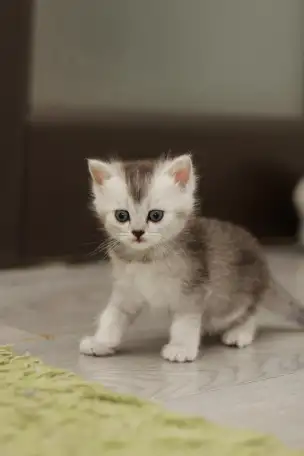Котята шотландские, фотография 5