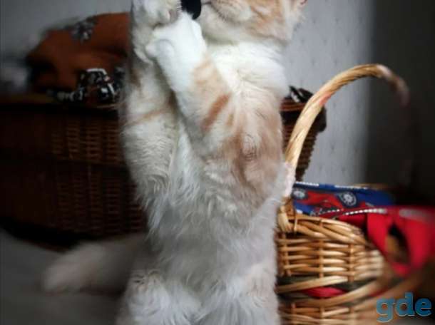 Мейн-кун котенок, фотография 4