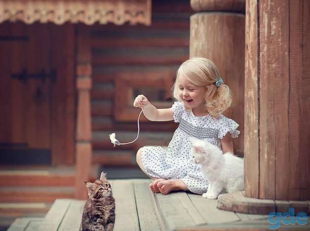 Котята в дар., фотография 1