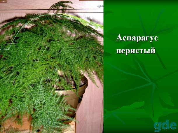 Аспарагус  микс, фотография 2