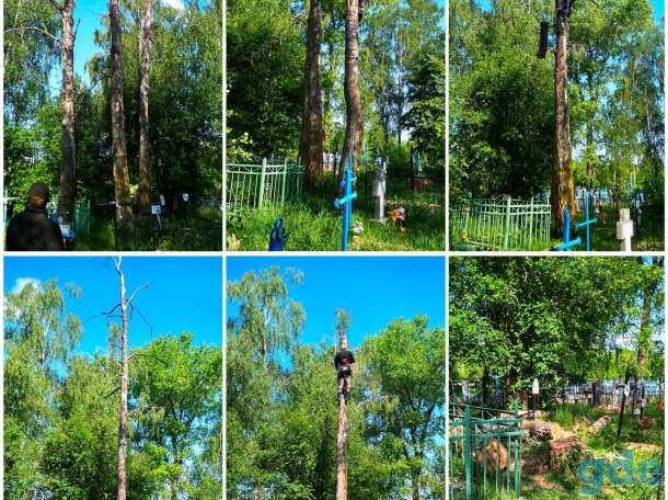 Вам нужно спилить дерево с помощью альпинистов?, фотография 5