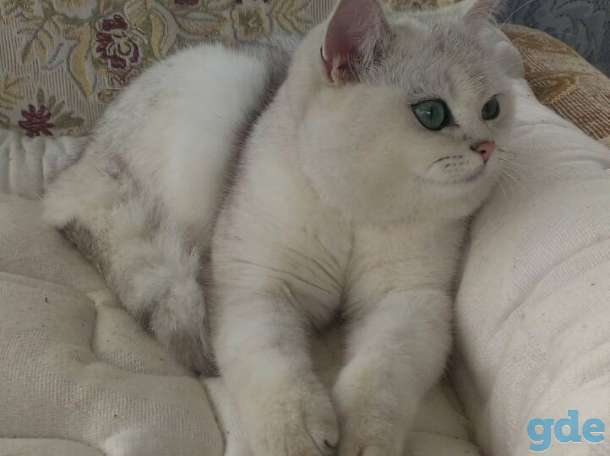 Кошка британской породы, 1 год, фотография 1