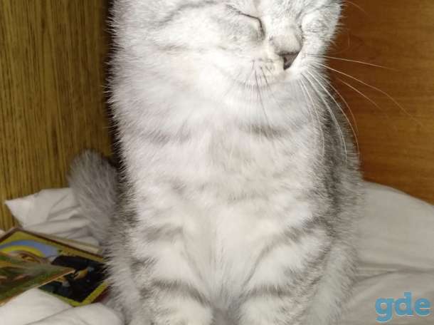 Шотландские котята вислоухие, фотография 3