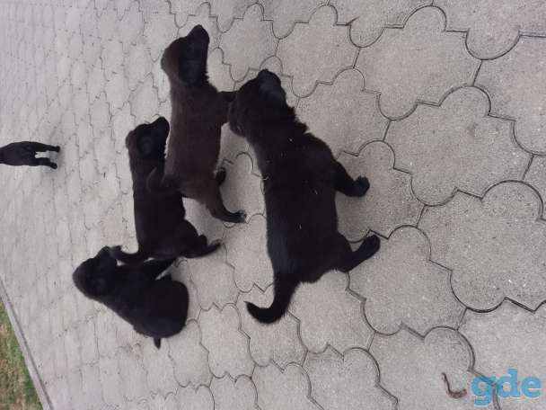 Продам, фотография 4