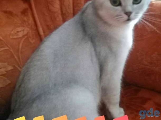 Красивые котята шотландские, фотография 5