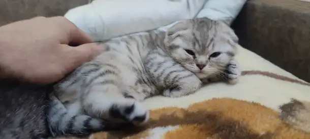 Шотландский котята, фотография 5