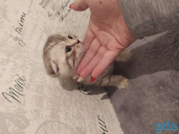 Шотландские котята, фотография 3