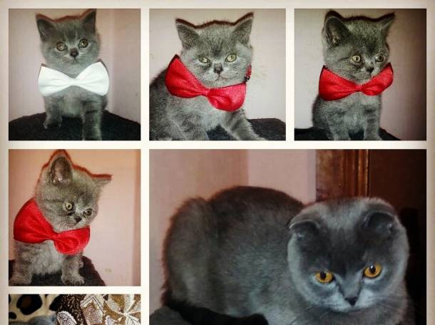 Шотландские котята, фотография 1