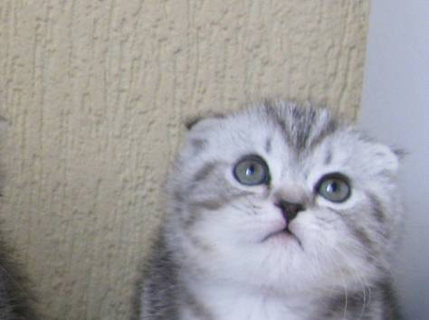 САМЫЙ КРАСИВЫЙ КОТЕНОК, фотография 1