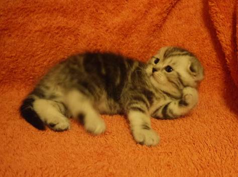 САМЫЙ КРАСИВЫЙ КОТЕНОК, фотография 3
