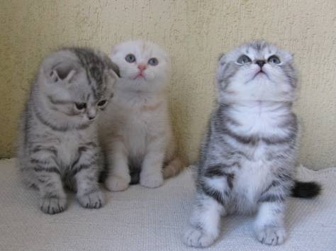 САМЫЙ КРАСИВЫЙ КОТЕНОК, фотография 4