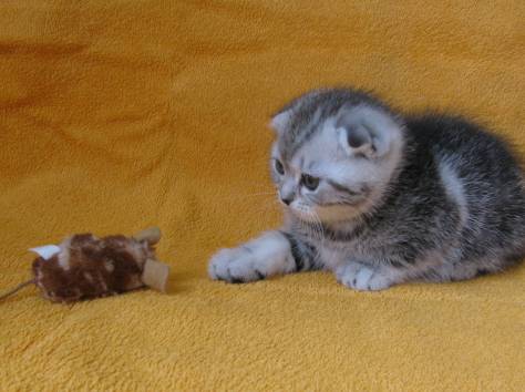САМЫЙ КРАСИВЫЙ КОТЕНОК, фотография 5