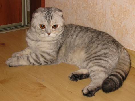 САМЫЙ КРАСИВЫЙ КОТЕНОК, фотография 6
