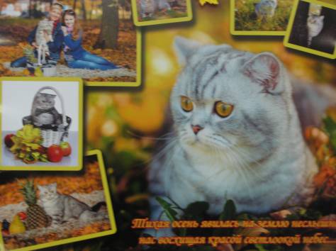 САМЫЙ КРАСИВЫЙ КОТЕНОК, фотография 7