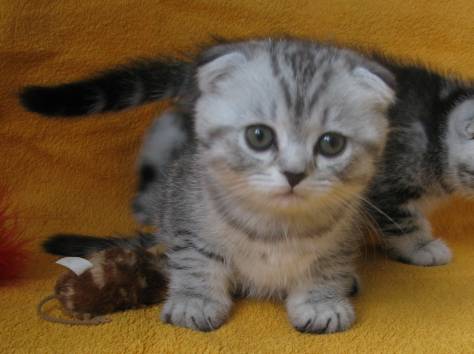 САМЫЙ КРАСИВЫЙ КОТЕНОК, фотография 8