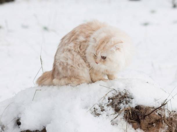 кот для вязки, фотография 2