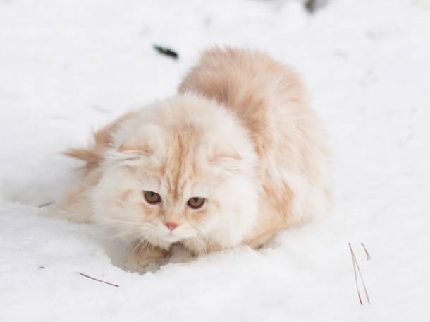 кот для вязки, фотография 4