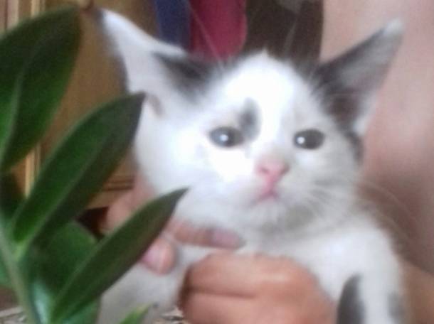 котята в хорошие руки, фотография 1