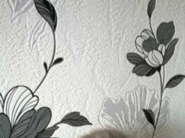 Шотландские вислоухие котята, фотография 1