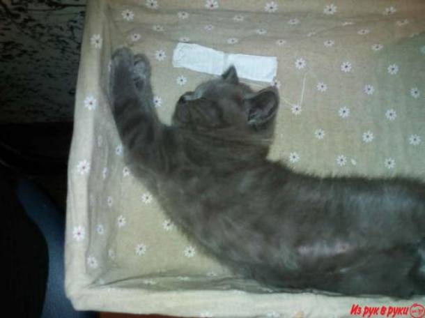 Шотландские вислоухие котята, фотография 2