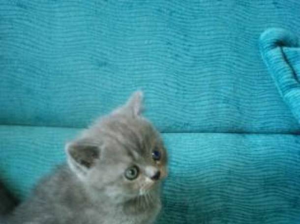 Шотландские вислоухие котята, фотография 3
