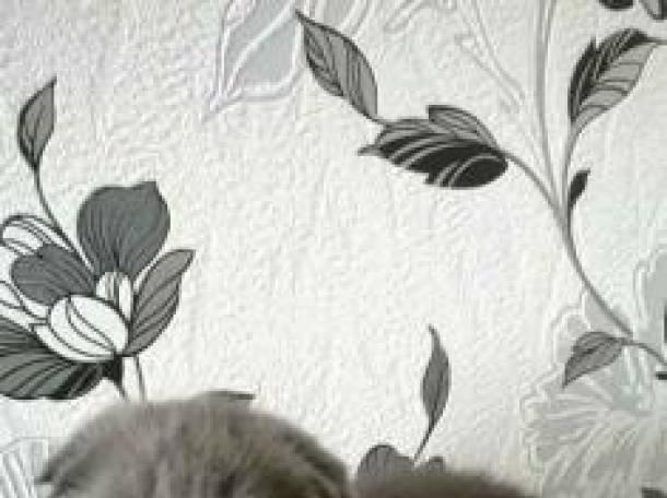 Шотландские вислоухие котята, фотография 4