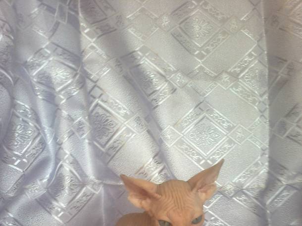 котята канадского сфинкса, фотография 3