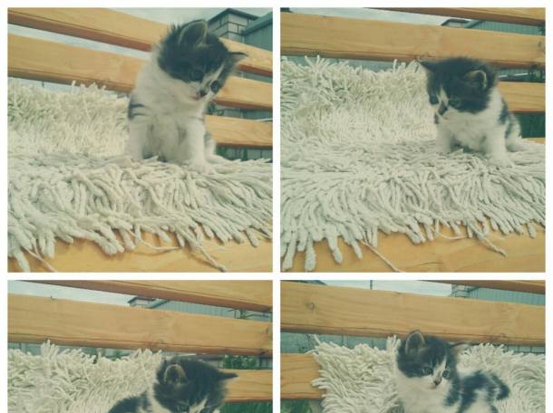 Котята в дар, фотография 2