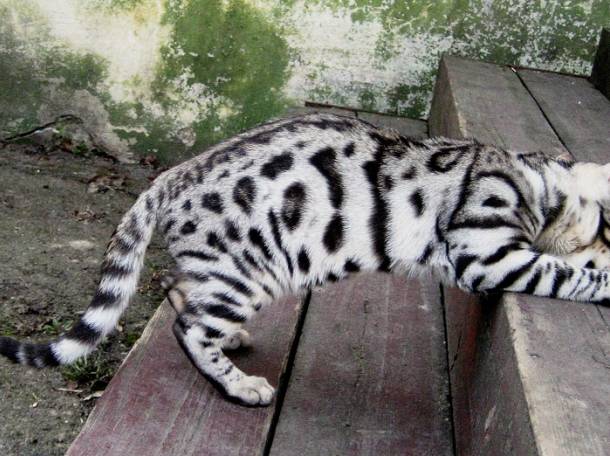 Шикарные котята от чемпиона породы, фотография 6
