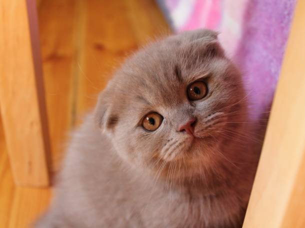 Продаются шотландские котята!, фотография 3