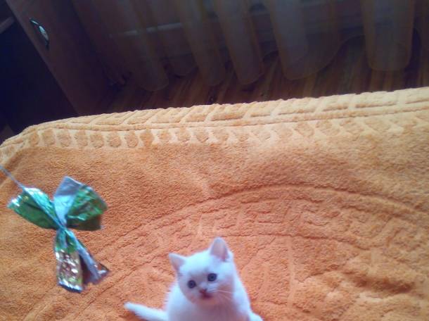 Чистокровные шотландские котята редких окрасов, фотография 4