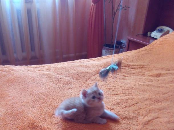 Чистокровные шотландские котята редких окрасов, фотография 6