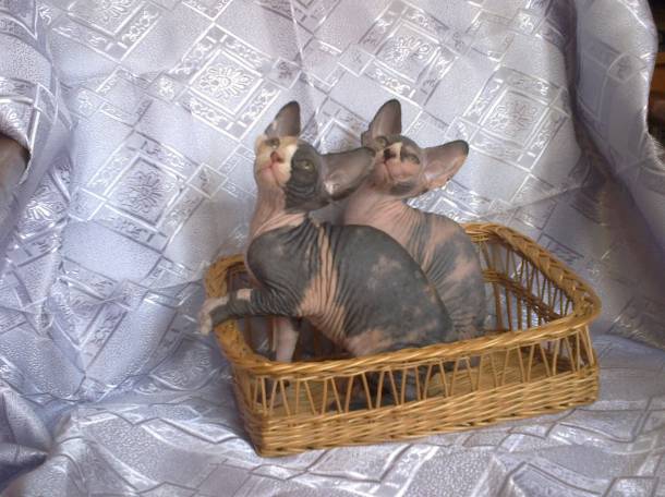 котята канадского сфинкса, фотография 1