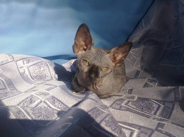 котята канадского сфинкса, фотография 2