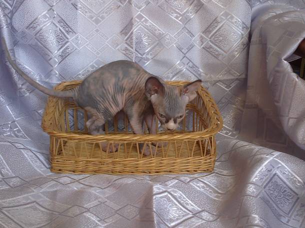 котята канадского сфинкса, фотография 6