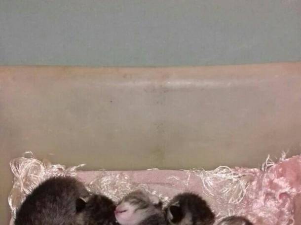 Очень умные котята в дар, фотография 3
