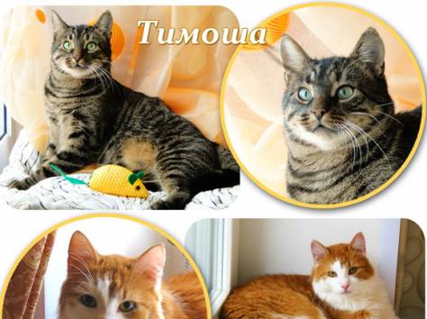 Тимоша и Рыжик-котики редкой красоты, фотография 1
