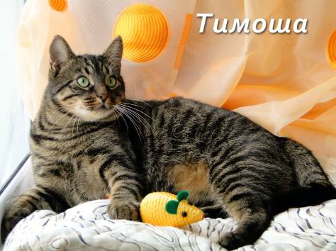 Тимоша и Рыжик-котики редкой красоты, фотография 2