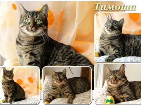Тимоша и Рыжик-котики редкой красоты, фотография 3